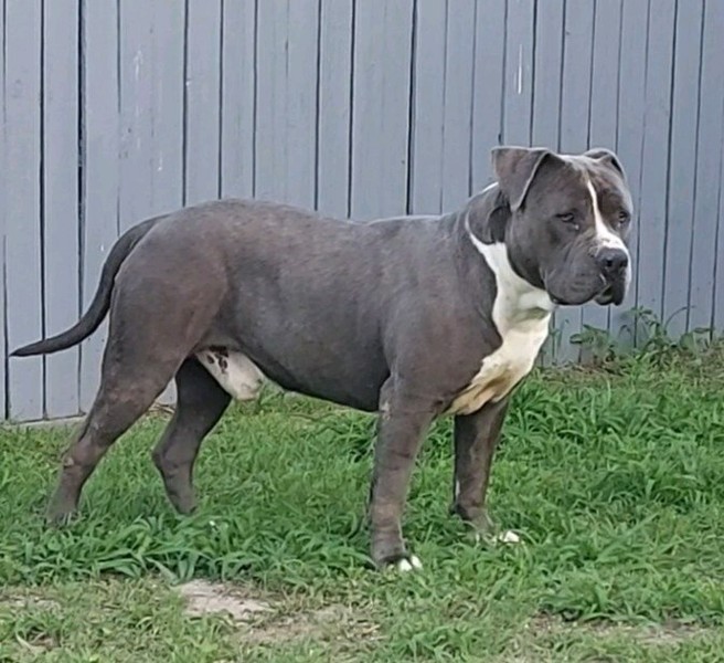 staffy puppies for sale north west